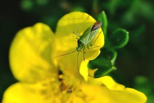 Réf. 306 506 : Calocoris affinis